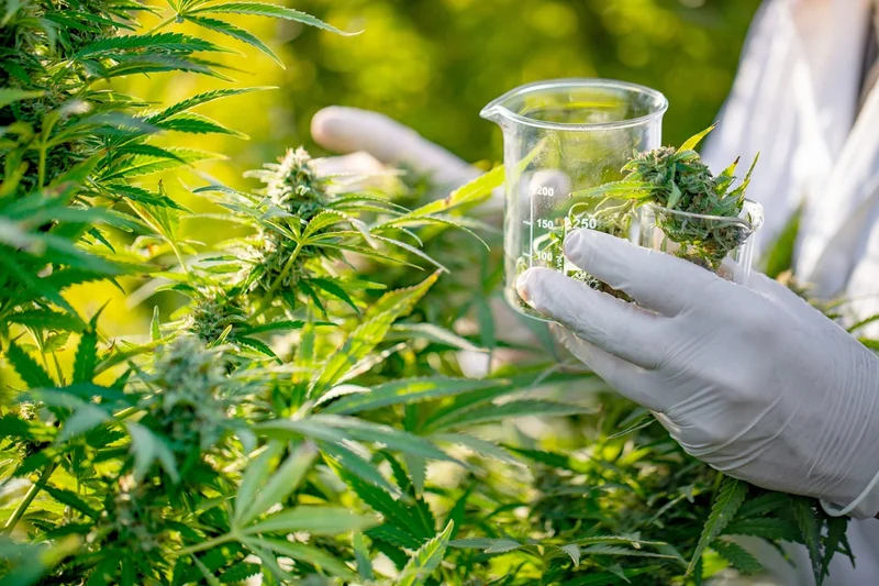 Tilray's Stock Surge Off a 'Surprise' Profit: What They're Not Telling You